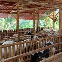 Gambar Domba kambing Qurban / domba kurban / qurban dari HilyatanNaz Group undefined 4 Tokopedia