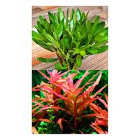 Gambar amania gracillis/amania nusaea aquascape dari Alfariz low undefined 5 Tokopedia