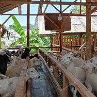Gambar Domba kambing Qurban / domba kurban / qurban dari HilyatanNaz Group undefined 2 Tokopedia