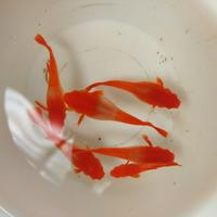 Gambar Guppy albino koi red ear sepasang - Red ear dari Richie Farm undefined 2 Tokopedia