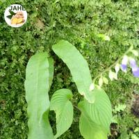 Gambar lumut batu cantik dari Jayasari Herbal undefined 1 Tokopedia