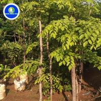 Gambar pohon peneduh /tanaman angsana tinggi 3 meter dari dastin taman hias undefined 2 Tokopedia