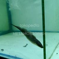 Gambar ikan aba aba knifefish dari METAMORFOFISH undefined 1 Tokopedia