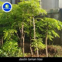 Gambar pohon peneduh /tanaman angsana tinggi 3 meter dari dastin taman hias undefined 1 Tokopedia