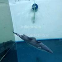 Gambar ikan aba aba knifefish dari METAMORFOFISH undefined 3 Tokopedia