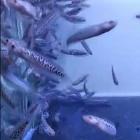 Gambar Paket Reseller Baby Channa Asiatica RSP Kalimaya SUPERFOR | ikan gabus mutiara Chana - 9-10 CM, 20 Ekor dari My Aquatic Farm undefined 4 Tokopedia