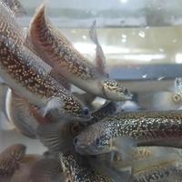 Gambar Paket Reseller Baby Channa Asiatica RSP Kalimaya SUPERFOR | ikan gabus mutiara Chana - 9-10 CM, 20 Ekor dari My Aquatic Farm undefined 2 Tokopedia