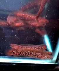 Gambar Paket Reseller Baby Channa Asiatica RSP Kalimaya SUPERFOR | ikan gabus mutiara Chana - 9-10 CM, 20 Ekor dari My Aquatic Farm undefined 3 Tokopedia
