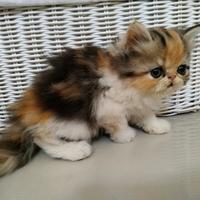 Gambar Open Adopt - Kitten Persia Medium dan Peaknose Longhair - Nanami dari endless88 undefined 4 Tokopedia