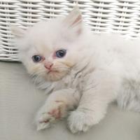 Gambar Open Adopt - Kitten Persia Medium dan Peaknose Longhair - Nanami dari endless88 undefined 2 Tokopedia