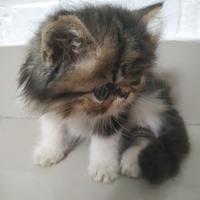 Gambar Open Adopt - Kitten Persia Medium dan Peaknose Longhair - Nanami dari endless88 undefined 5 Tokopedia