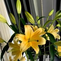 Gambar Bunga lily kuning segar per tangkai dari Murisa Flower undefined 1 Tokopedia