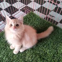 Gambar kucing mainecoon betina cantik good quality dari Lala cattery undefined 3 Tokopedia