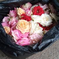 Gambar Bunga mawarr kelopak mix asli segar CIMAHI BDG PADALARANG . dari tacha florist undefined 4 Tokopedia