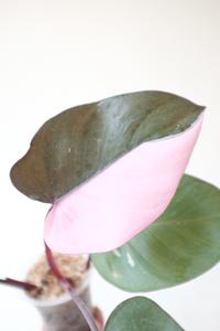 Gambar Philodendron Pink Princess / PPP dari SRH-bali undefined 2 Tokopedia