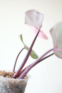 Gambar Philodendron Pink Princess / PPP dari SRH-bali undefined 3 Tokopedia