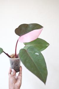 Gambar Philodendron Pink Princess / PPP dari SRH-bali undefined 1 Tokopedia