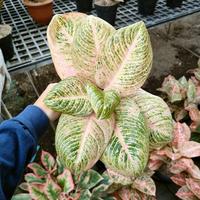 Gambar Aglonema Asri merah dari dnoff flora undefined 1 Tokopedia