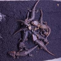 Gambar Crocodile skink kadal duri minus tipis MURMER dari RB Aquatics undefined 3 Tokopedia