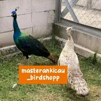Gambar ayam merak biru sepasang dewasa mewah mempesona dari masterankicaubirdshopp undefined 2 Tokopedia