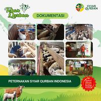 Gambar Domba Kambing Qurban -+20kg - SALE ! Full Penyaluran Hewan Qurban dari Syiar Qurban Indonesia undefined 5 Tokopedia