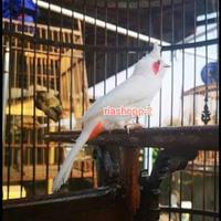Gambar burung merbah jambul albino kutilang Malaysia original mewah langka dari riashop-2 undefined 4 Tokopedia