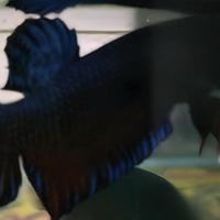 Gambar ikan cupang mds super bahan dari BILAL BETTA FIGHTER undefined 2 Tokopedia