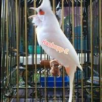 Gambar burung merbah jambul albino kutilang Malaysia original mewah langka dari riashop-2 undefined 2 Tokopedia
