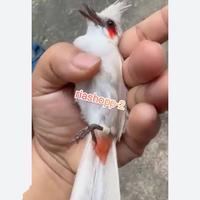Gambar burung merbah jambul albino kutilang Malaysia original mewah langka dari riashop-2 undefined 3 Tokopedia