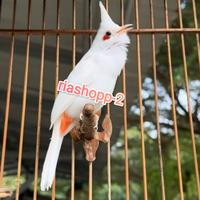 Gambar burung merbah jambul albino kutilang Malaysia original mewah langka dari riashop-2 undefined 1 Tokopedia