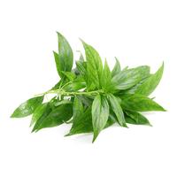 Gambar Biji benih tanaman herbal sambiloto dari NURBANI SHOP TOKOPEDIA undefined 4 Tokopedia