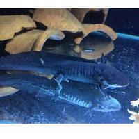 Gambar axolotl salamander - melanoid dari oceanfishstore undefined 2 Tokopedia