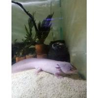 Gambar axolotl salamander - melanoid dari oceanfishstore undefined 4 Tokopedia