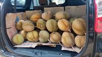 Gambar Durian montong utuh Palu 4,5kg Jumbo Manis Bergaransi dari Durian Harum_NEW undefined 4 Tokopedia