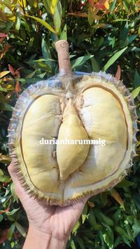 Gambar Durian montong utuh Palu 4,5kg Jumbo Manis Bergaransi dari Durian Harum_NEW undefined 1 Tokopedia