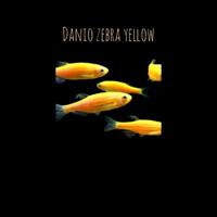 Gambar ikan hias danio kuning dari oceanfishstore undefined 1 Tokopedia