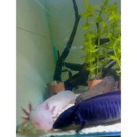 Gambar axolotl salamander - melanoid dari oceanfishstore undefined 3 Tokopedia