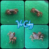 Gambar Kepiting Hias Tawar Full Ungu (Neosartium Full Violet Crab) dari Vin-Crab99 undefined 1 Tokopedia