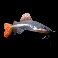 Gambar RTC / Red Tail Catfish dari DewiBettaShops888 undefined 1 Tokopedia