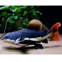 Gambar RTC / Red Tail Catfish dari DewiBettaShops888 undefined 2 Tokopedia