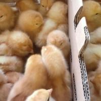 Gambar doc ayam petelur super dari KATEL PART undefined 2 Tokopedia
