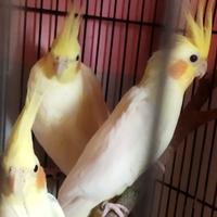 Gambar Falk lutino pikachu dewasa/siapan parkit Australia - 2 ekor dari jual semut undefined 1 Tokopedia