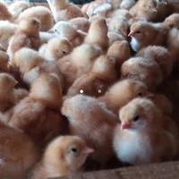 Gambar doc ayam petelur super dari KATEL PART undefined 3 Tokopedia