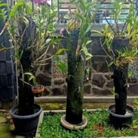 Gambar Batang Pohon Pakis Untuk Media Tanam Anggrek Ukuran 1 Meter dari mukti-shop01 undefined 3 Tokopedia