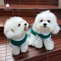 Gambar Korean School Uniform for dogs baju seragam sekolah anjing MADE IN KOREA - Male, XL dari Myfurryfriends.id undefined 5 Tokopedia