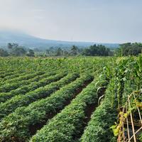 Gambar UBI MADU CILEMBU [UMI] MENTAH PREMIUM SPEK EXPORT / 1Kg dari UMI (Ubi Madu Indonesia) undefined 4 Tokopedia