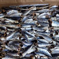 Gambar Sarden Buang kepala super dari Toko Ikan Asin Iwan undefined 2 Tokopedia