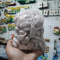 Gambar Batu Koral Kupang Putih – 1 Kg dari Bibit Bunga undefined 4 Tokopedia