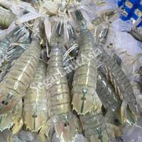 Gambar Termurah Udang Ronggeng Segar / Udang Mantis Cakrek 1Kg dari Nirmala Frozen Food undefined 1 Tokopedia