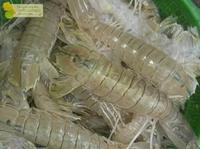 Gambar Termurah Udang Ronggeng Segar / Udang Mantis Cakrek 1Kg dari Nirmala Frozen Food undefined 2 Tokopedia